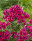 Phlox ‘Twinkle Cerise’